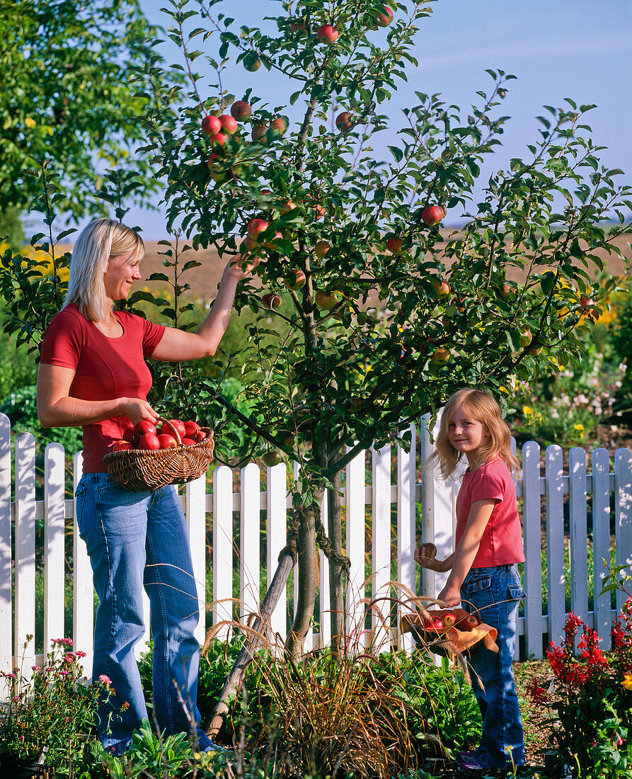 Mutter und Tochter pflücken Malus (Äpfel)