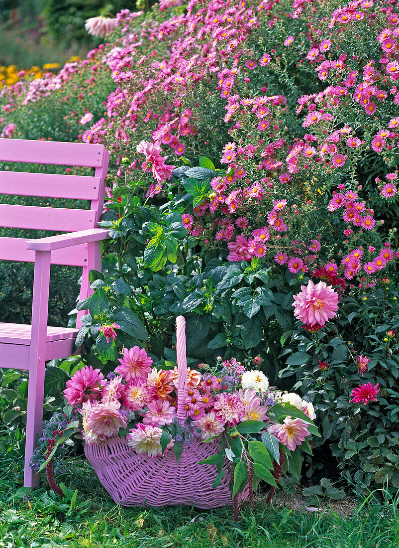 Basket of freshly cut dahlia