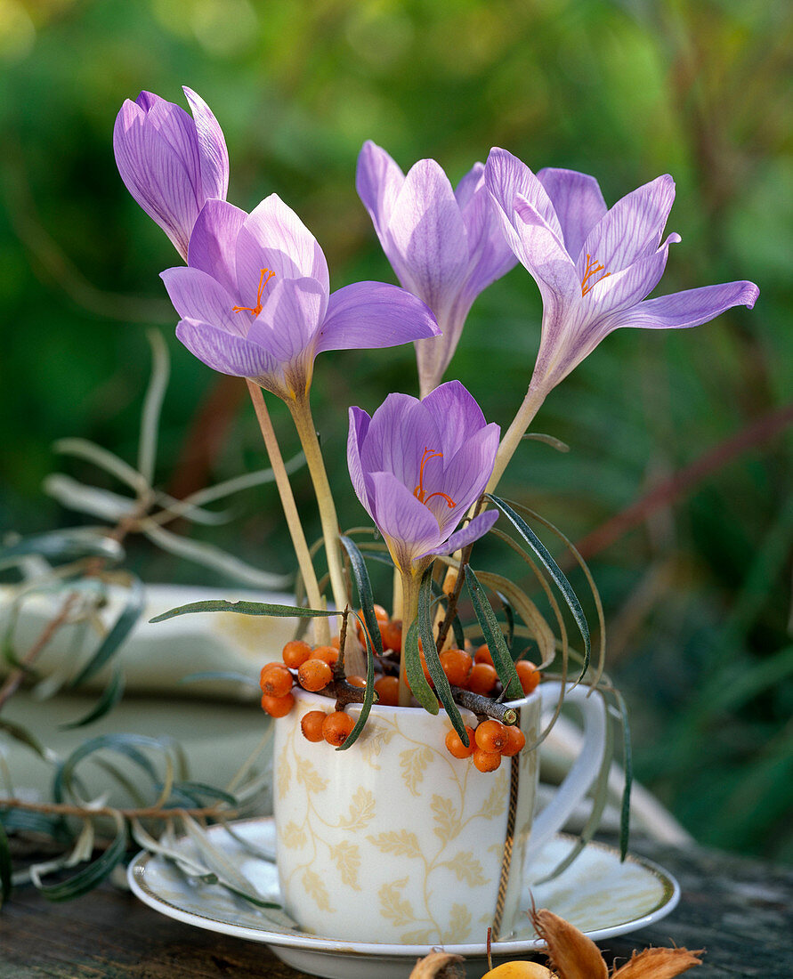 Crocus speciosus (Herbstkrokusse) in Espressotasse, Beeren