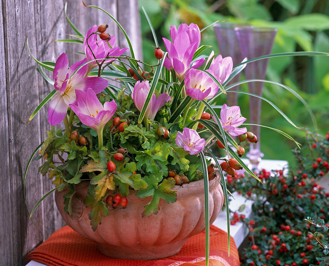 Colchicum autumnale 'Giant' (Herbstzeitlose), Heuchera (Purpurglöckchen)