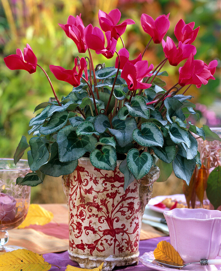 Cyclamen persicum (cyclamen), pink, in pot with floral pattern