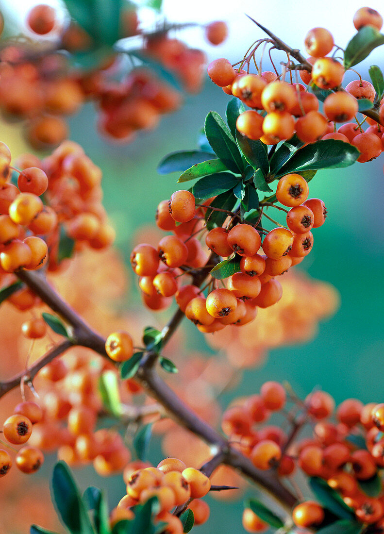 Pyracantha coccinea 'Teton' (Feuerdorn), Zweig mit Beeren