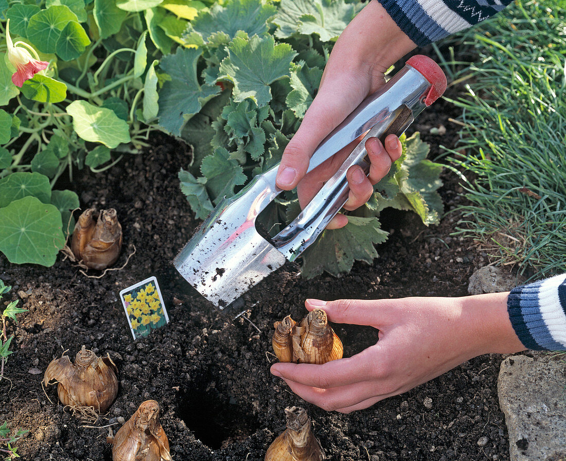 Plant bulbs of Narcissus (daffodils) with bulb planter