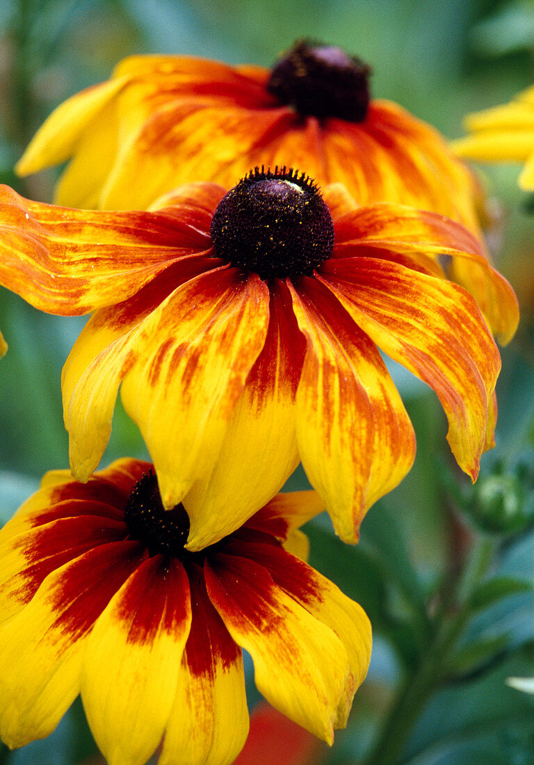 Rudbeckia hirta 'Autumn Colors' (Coneflower) flowers