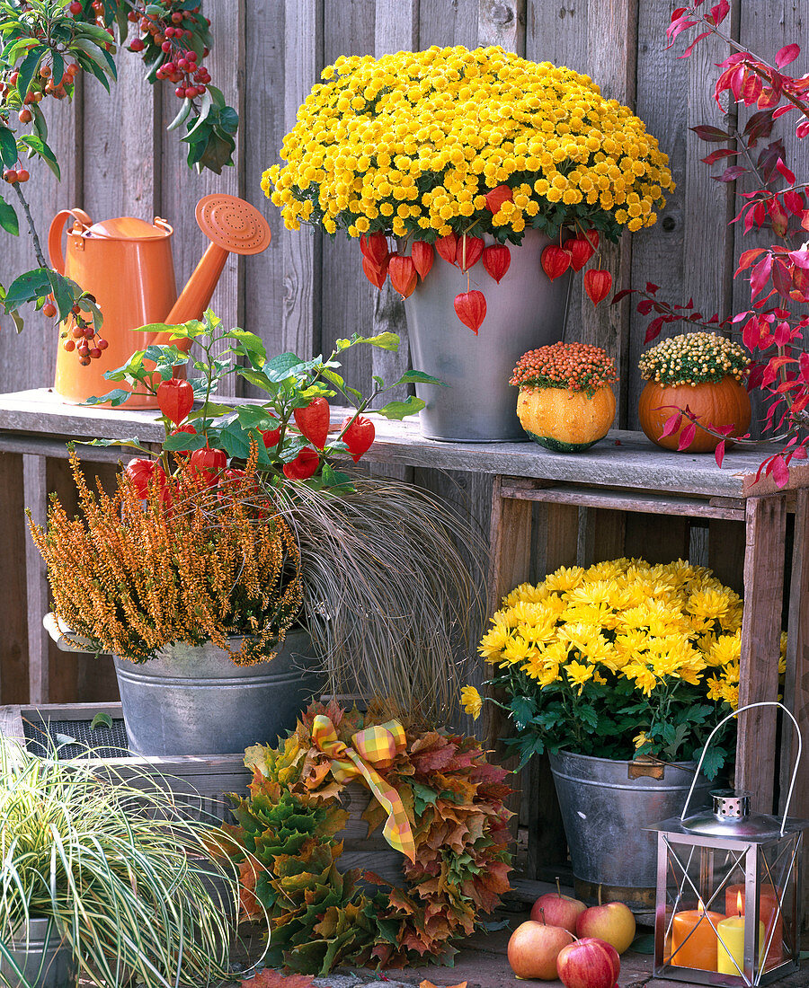 Chrysanthemum bellania 'Bennetti', Yahou 'Golden'