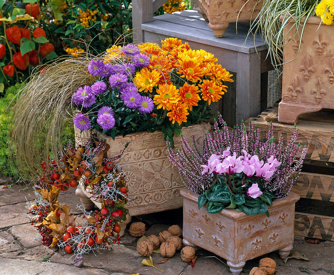 Chrysanthemum (Chrysanthemum), Aster novi-belgii (Smooth-leaved aster)