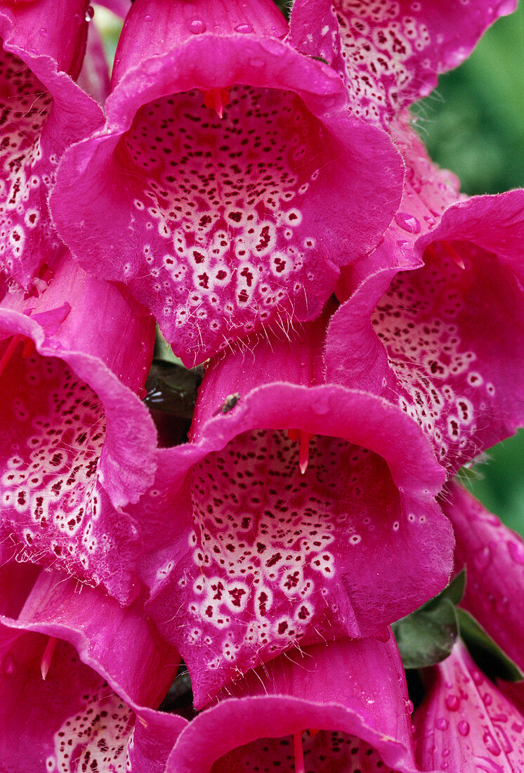 Pinke Blüten von Digitalis purpurea (Fingerhut) mit Punkten