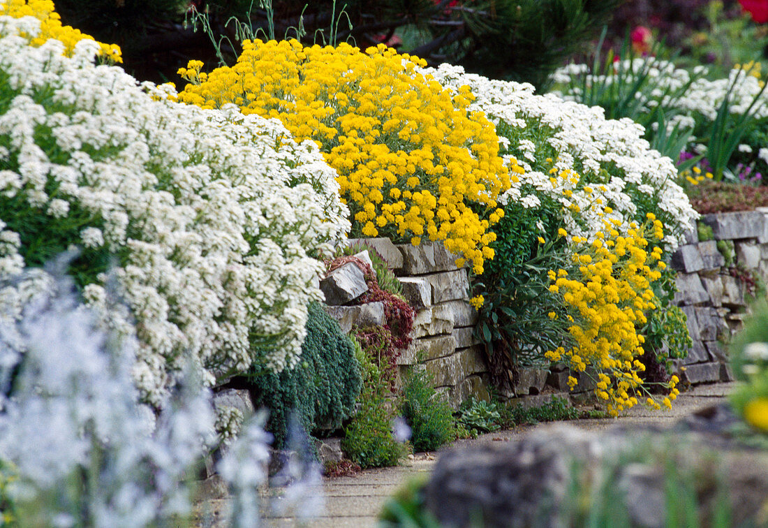 Iberis (Schleifenblume), Alyssum montanum 'Berggold'