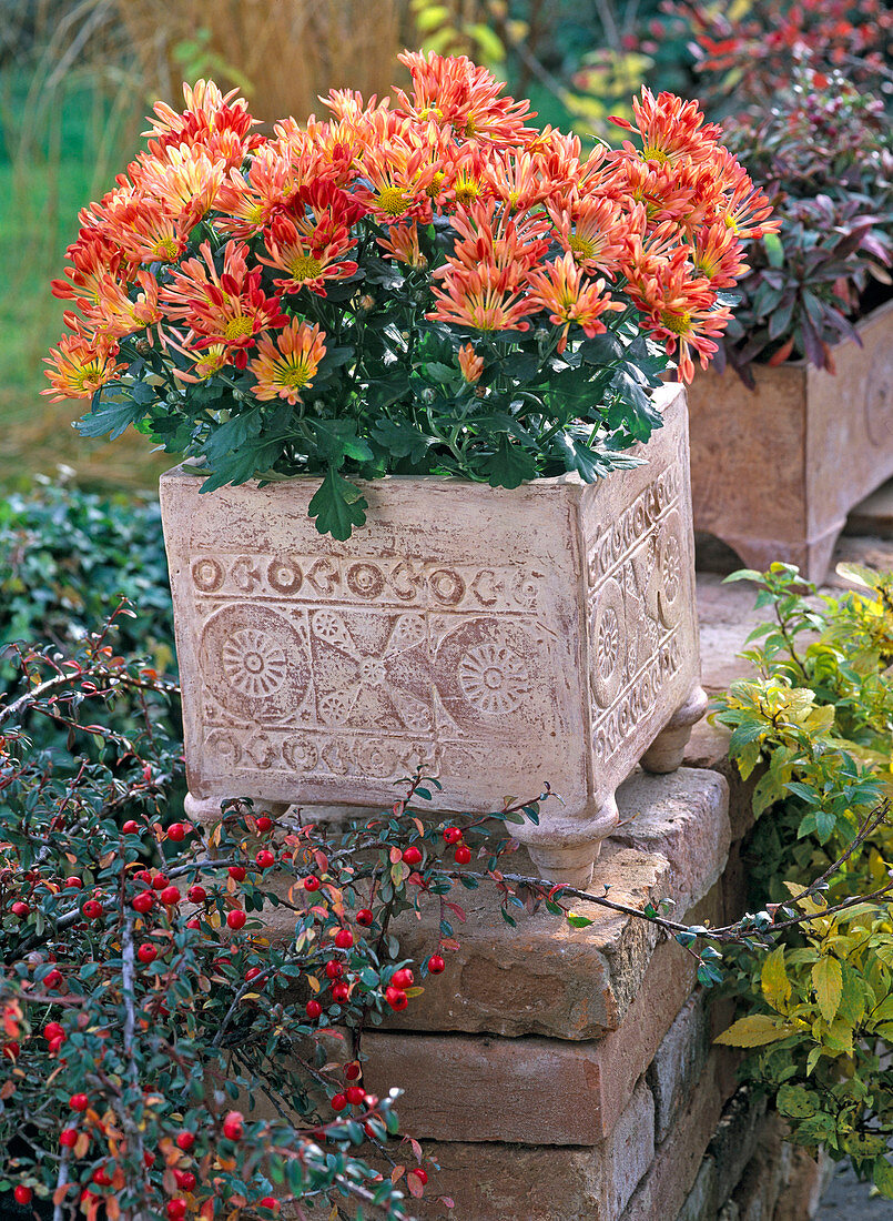 Autumn, Chrysanthemum (orange chrysanthemum)