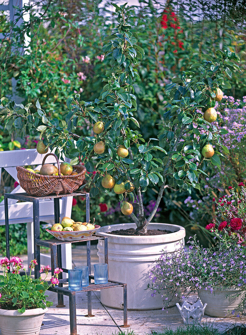 Autumn terrace fruit