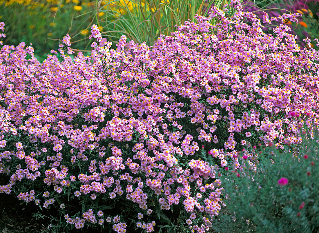 Aster novi-belgii 'Rosa Perle' (smooth-leaved aster)