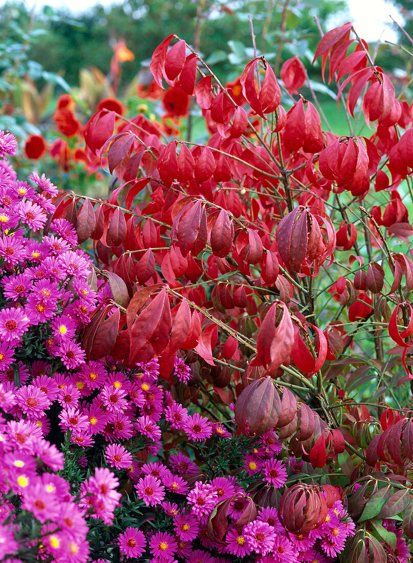 Euonymus alatus (cork spindle shrub) in autumn colour