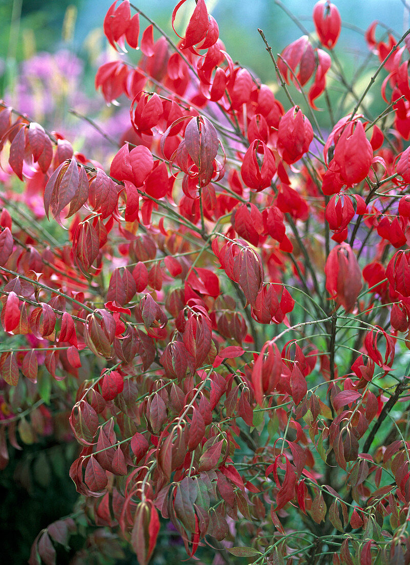 Euonymus alatus (cork spindle shrub) in autumn colour