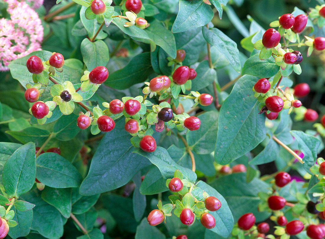 Hypericum androsaemum (St. John's Wort, Man's Blood)