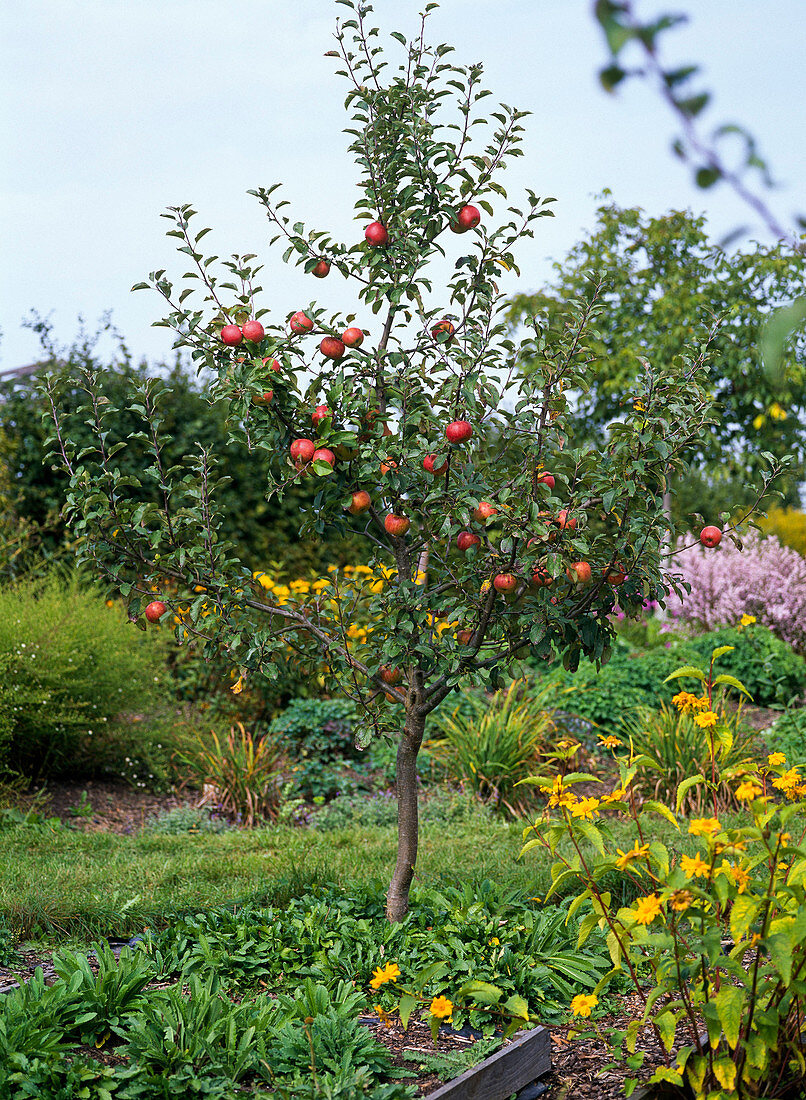 Apple tree fruits autumn garden