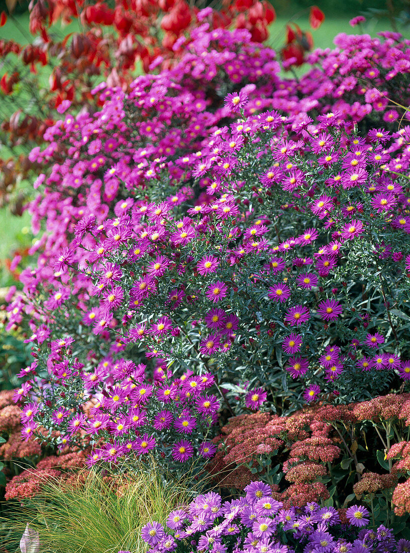 Purple perennial bed in the autumn garden