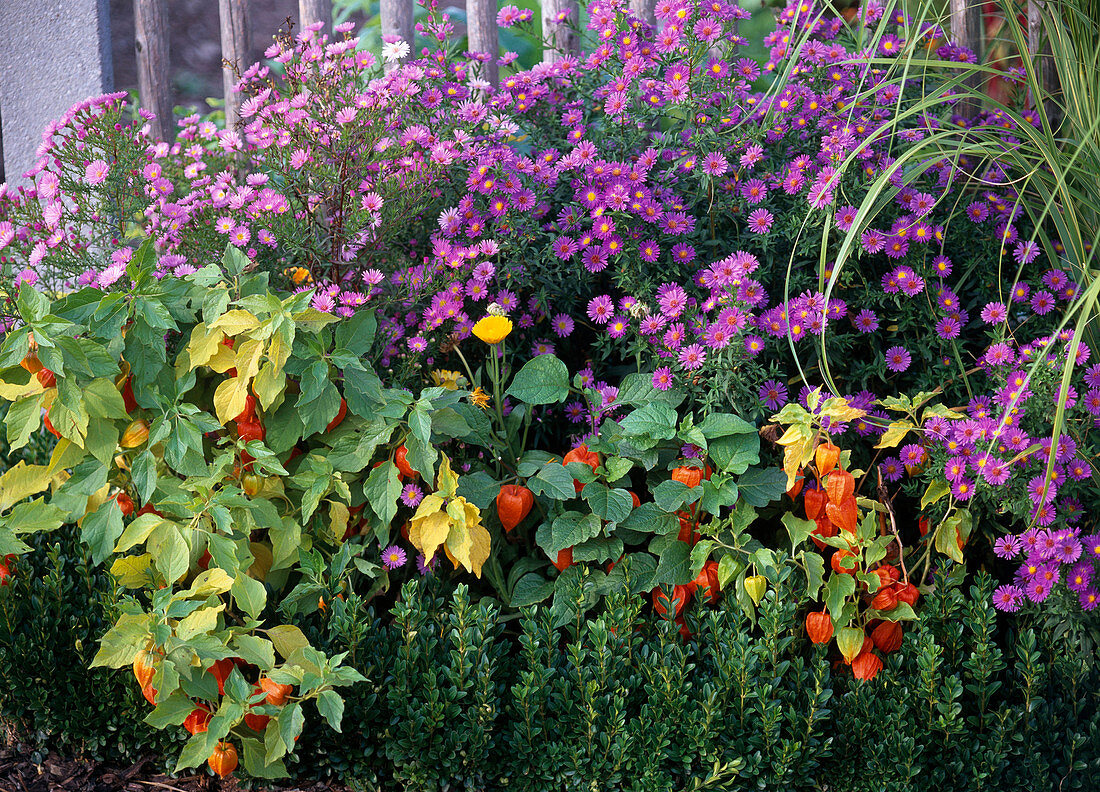 Autumn bedding purple orange fruits perennials