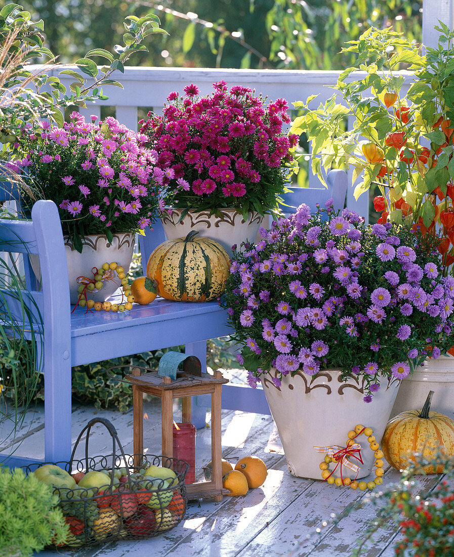 Autumn, balcony, perennials, pink, red, blue