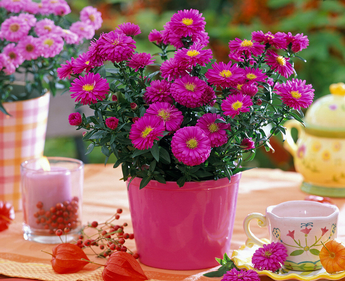 Aster novi-belgii (smooth leaf) in pink pot