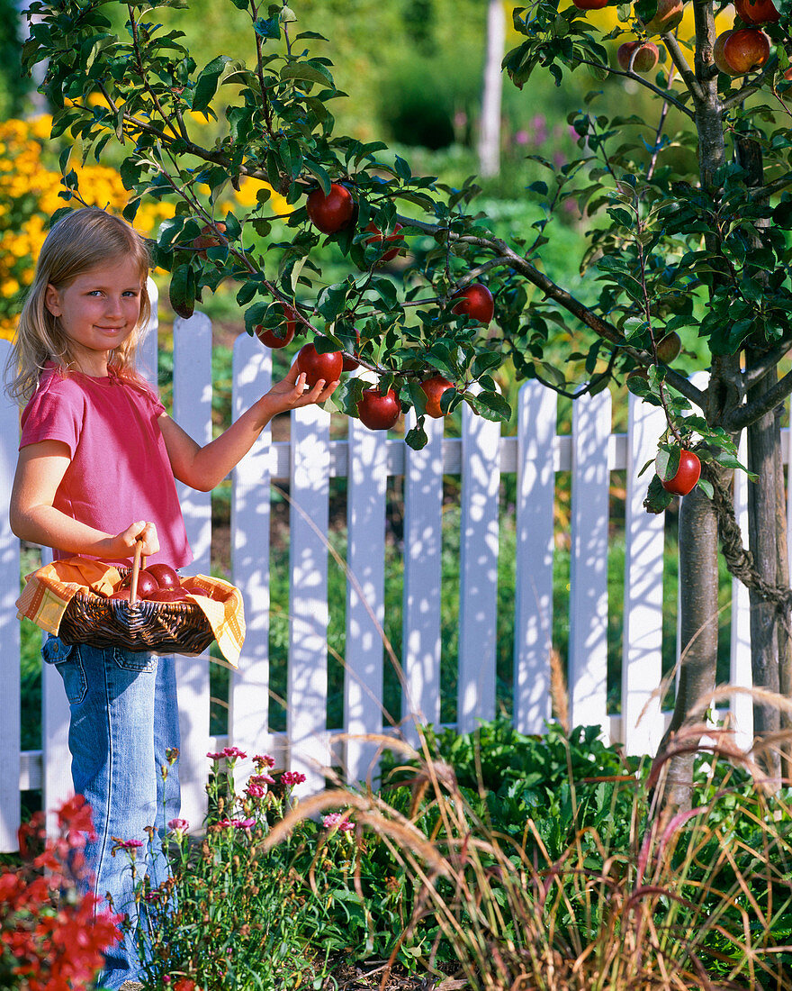 Kleines Mädchen pflückt Malus (Äpfel)