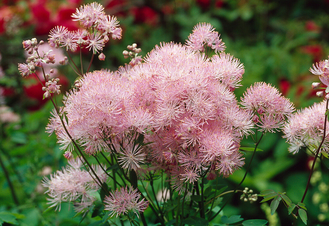 Blossoms of Thalictrum aquilegifolium