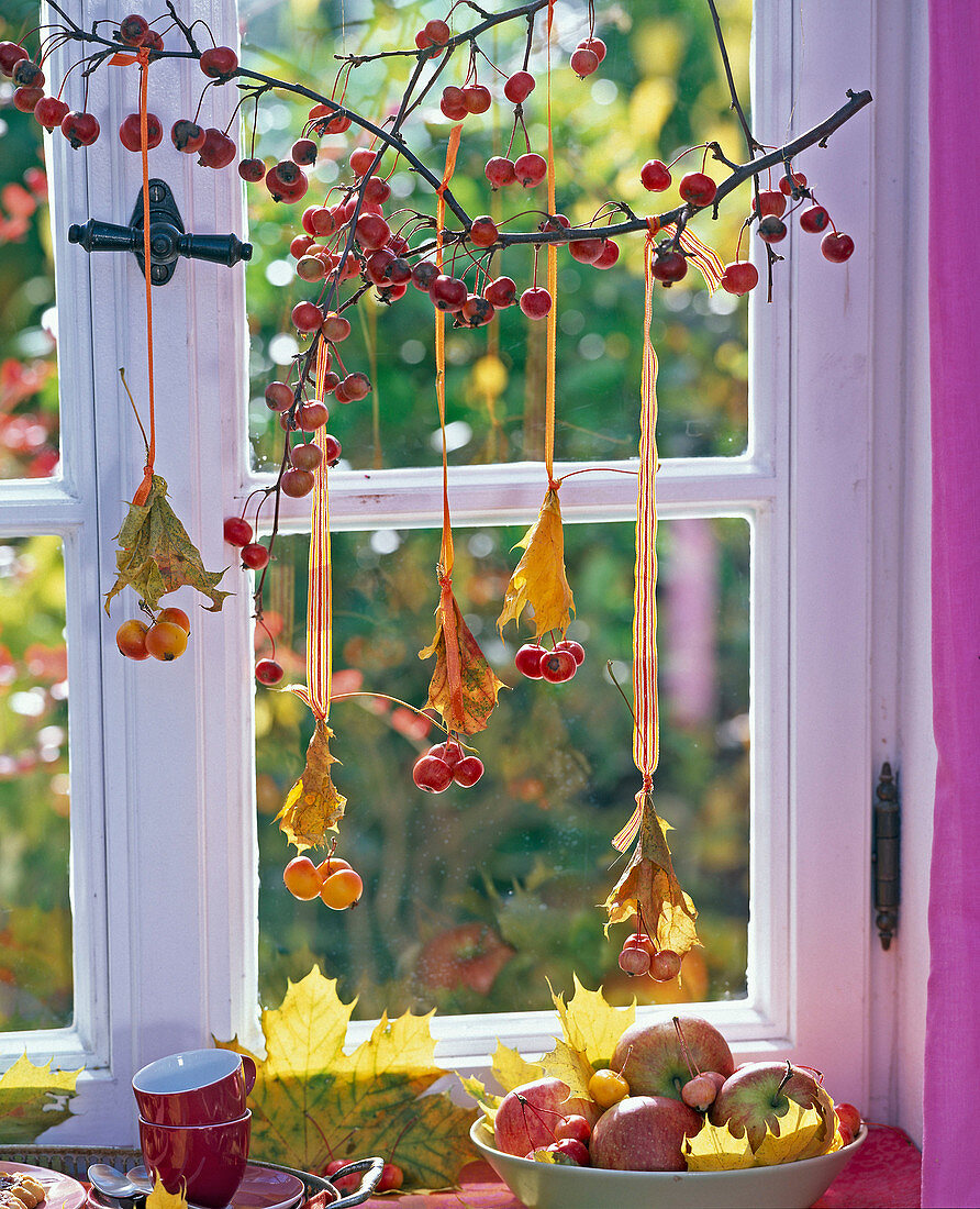 Malus, autumn Acer leaves