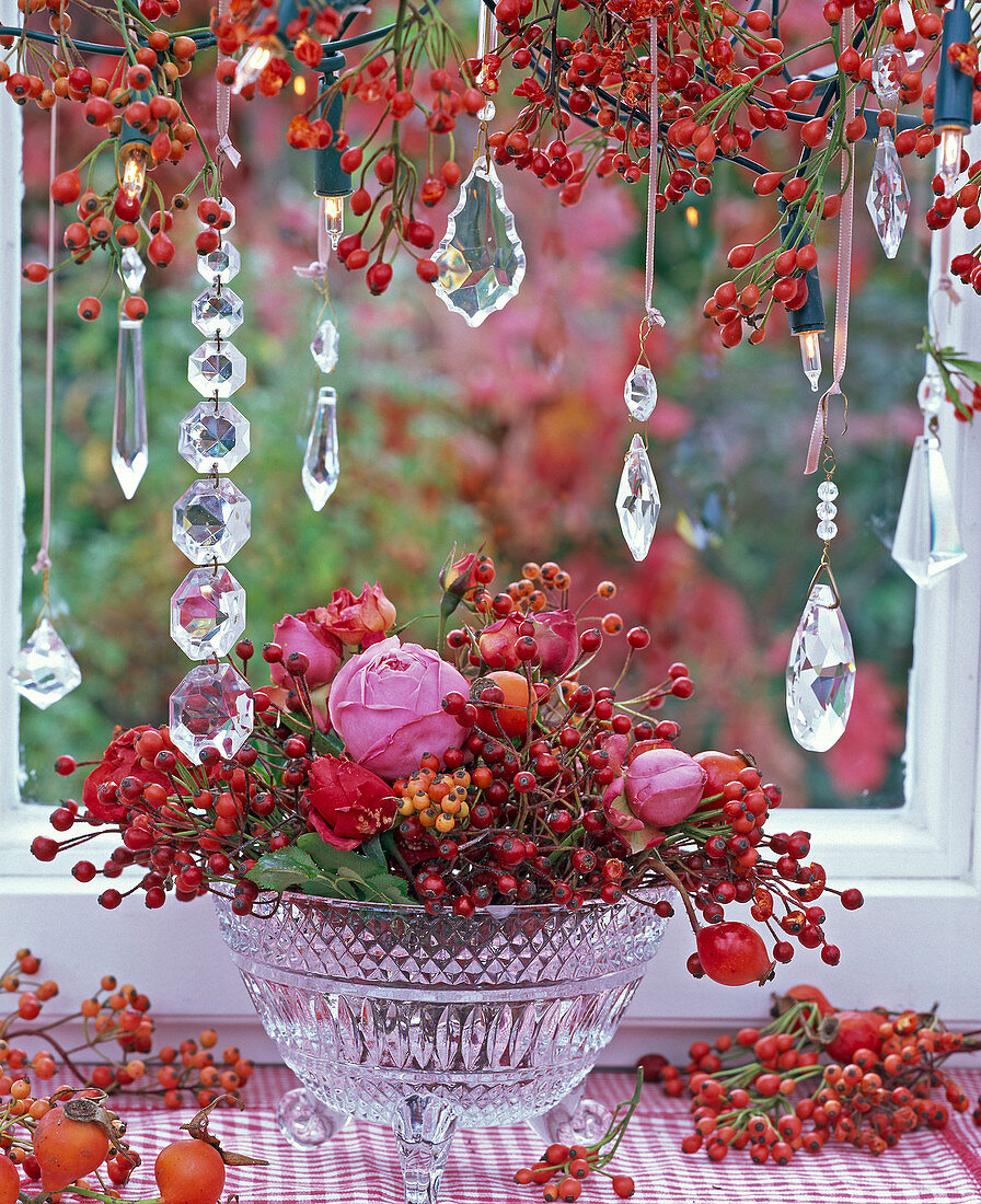 Rosa (Hagebutten, Rosen), Zweig im Fenster und auf der Fensterbank