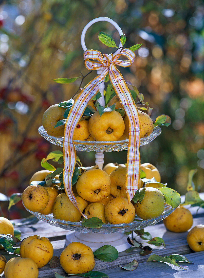 Chaenomeles (ornamental quince) on white etagere, decorated with chequered ribbon