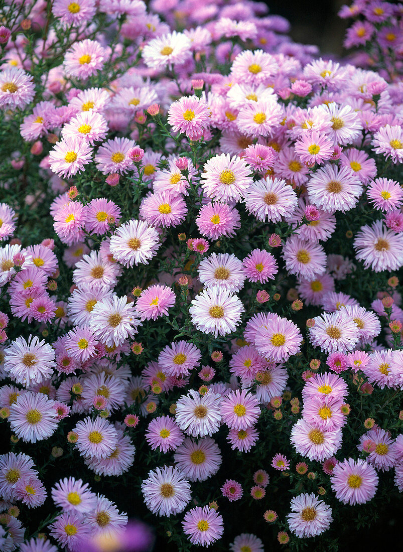 Aster novi-belgii 'Strawberry and Cream' (Glattblattaster)