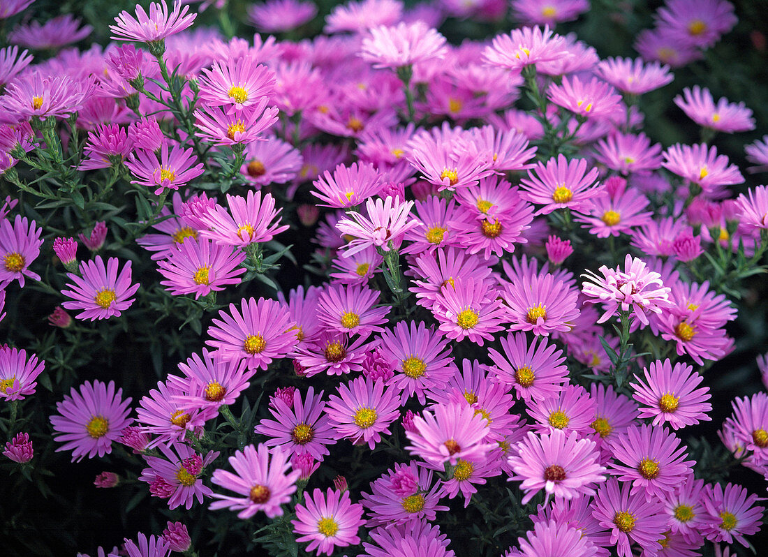 Aster novi-belgii 'Pink Pearl' (Smooth-leaved Aster)