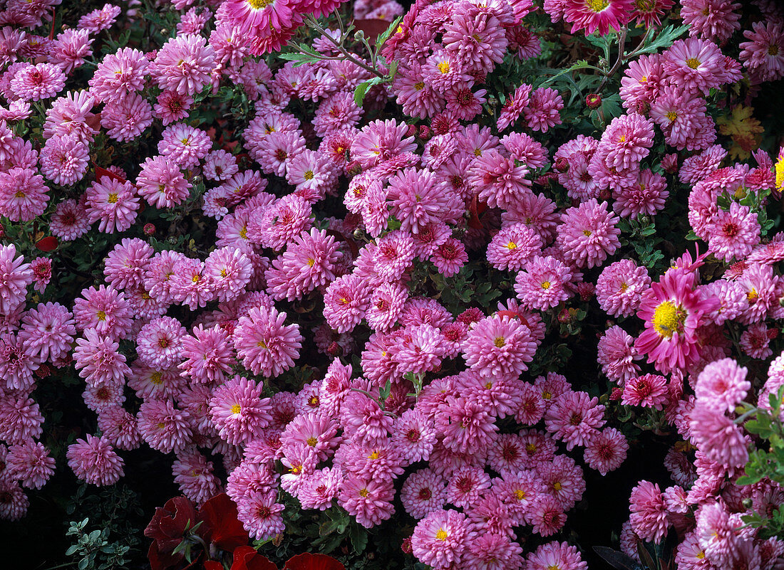 Chrysanthemum indicum 'Schweizerland' (Chrysanthemum)