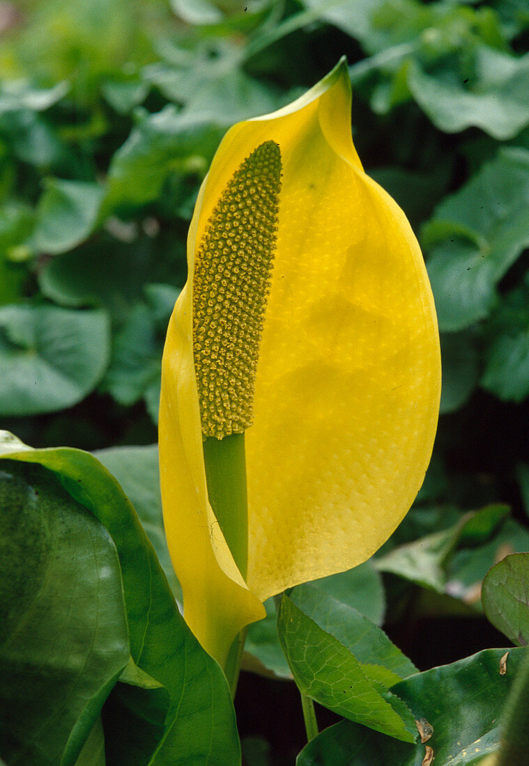 Blüte von Lysichiton americanus (Gelbe Scheinkalla)