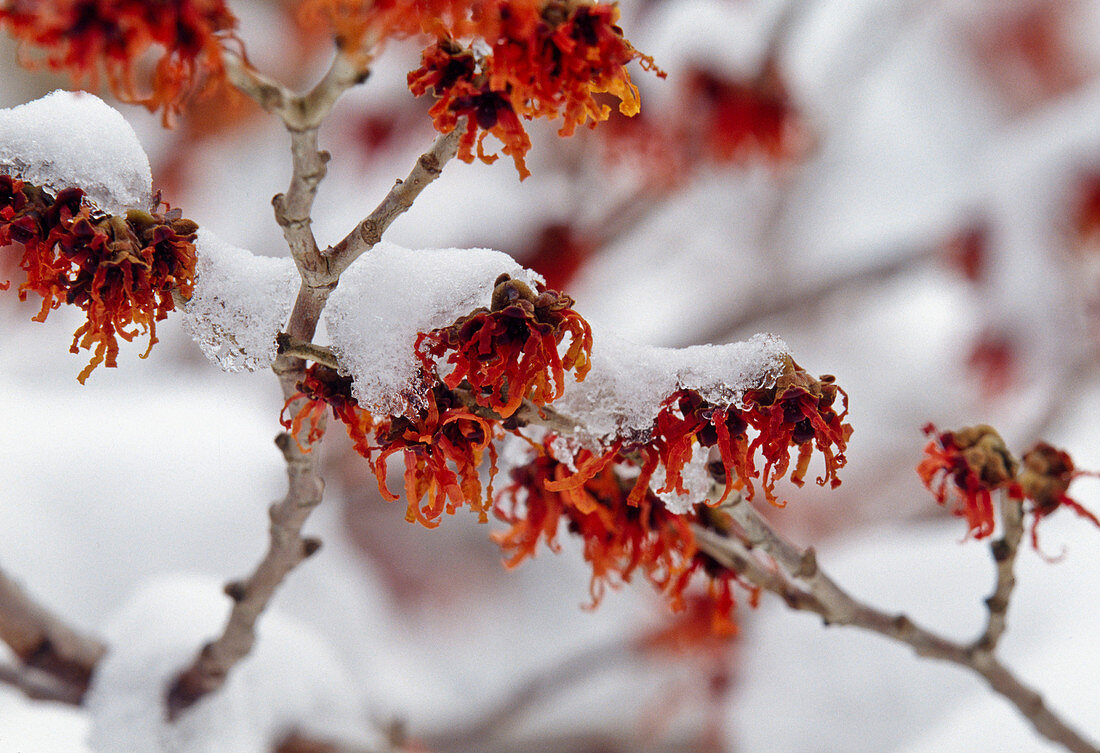 Zweige von Hamamelis intermedia 'Rotbruns' (Zaubernuss)