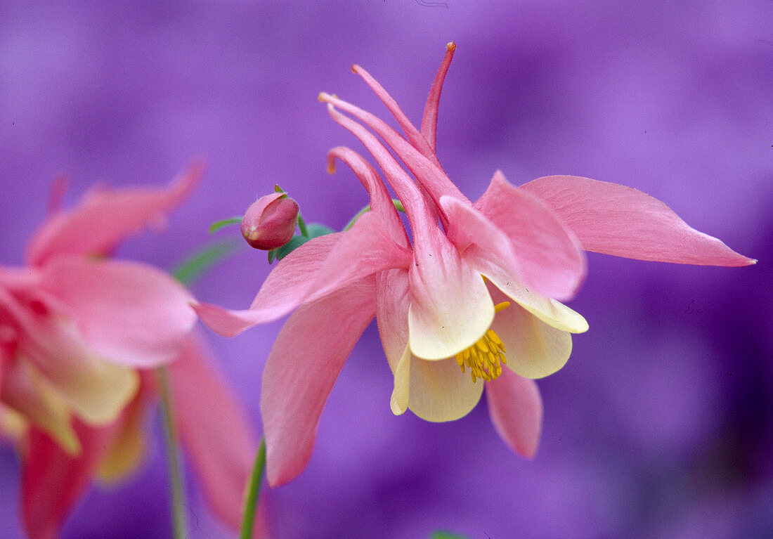 Aquilegia caerulea 'Rose Queen' (columbine, bicoloured), flowers against a purple background