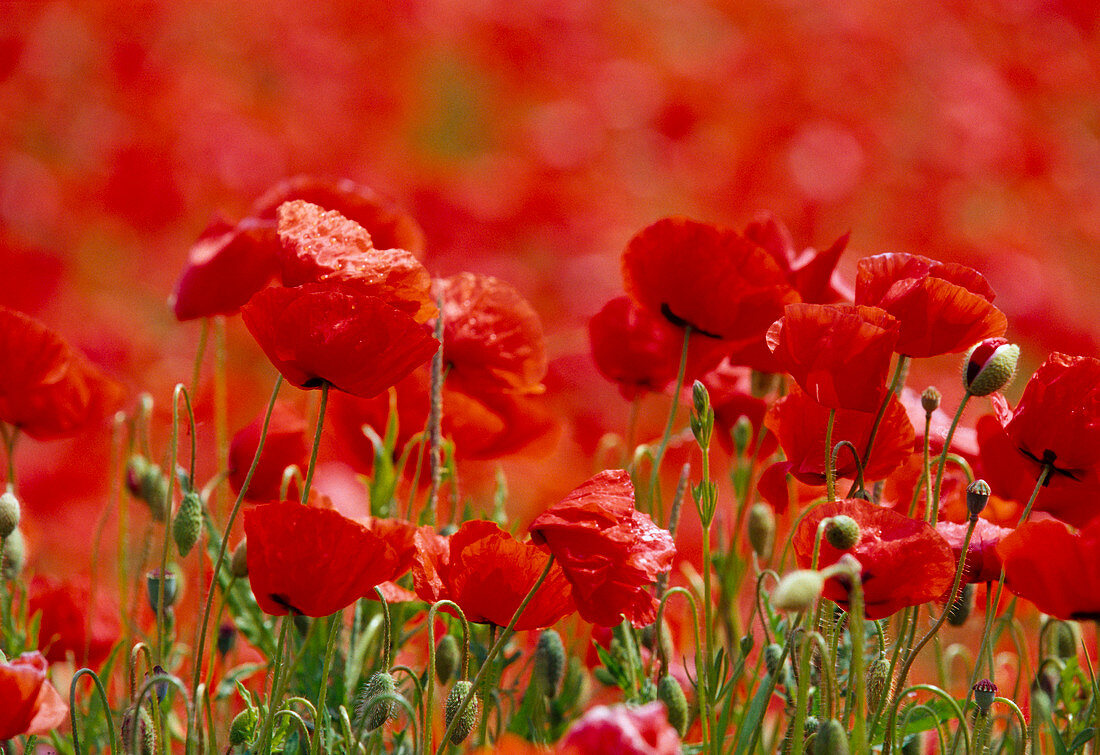 Papaver rhoeas (corn poppy)