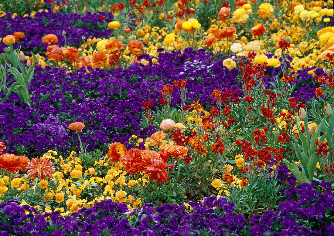 Viola wittrockiana (Pansy)