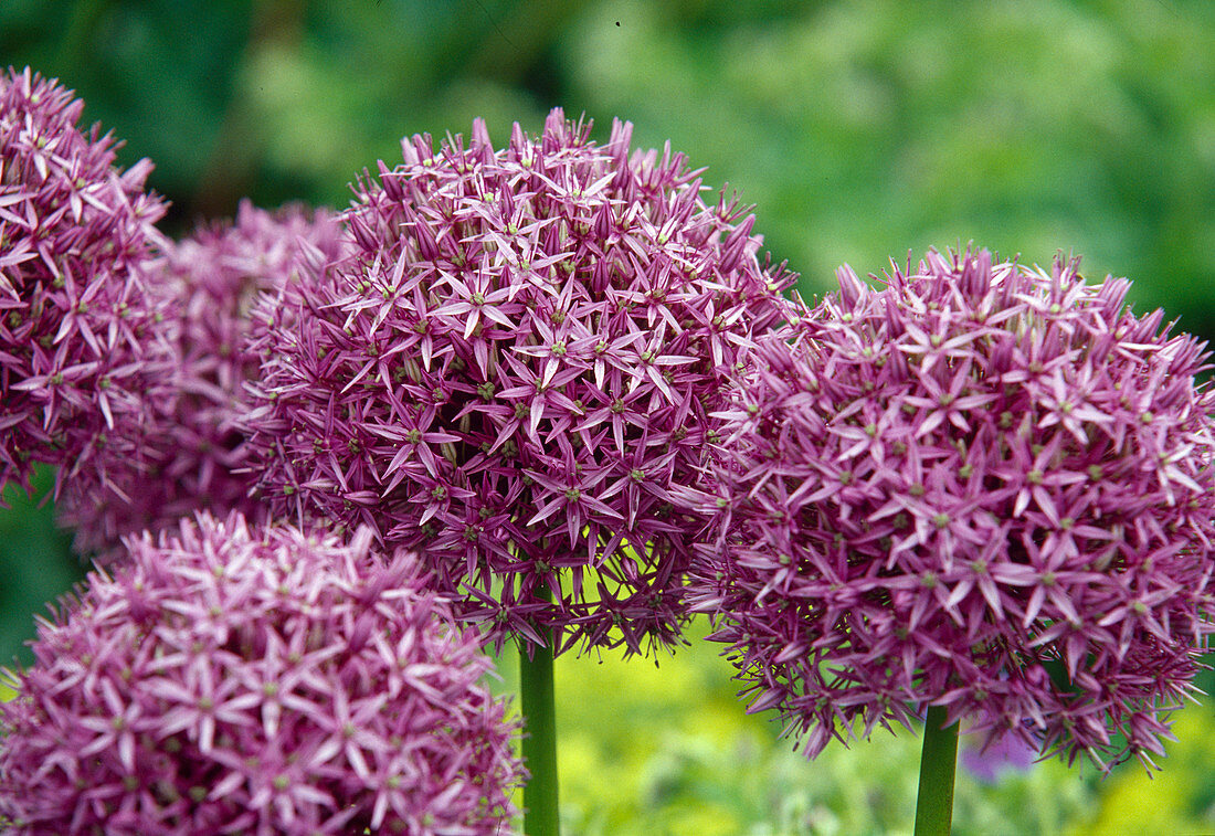 Allium giganteum (Giant leek) in flower