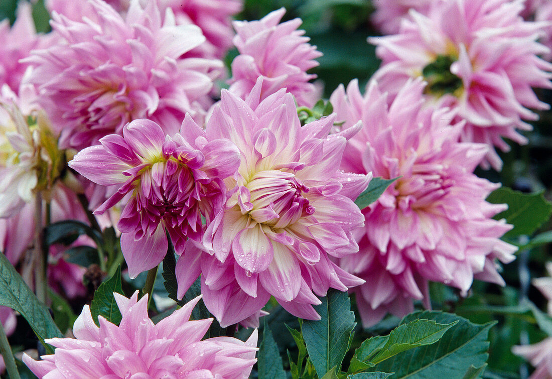 Dahlia 'Kidds Climax' (Decorative dahlia)