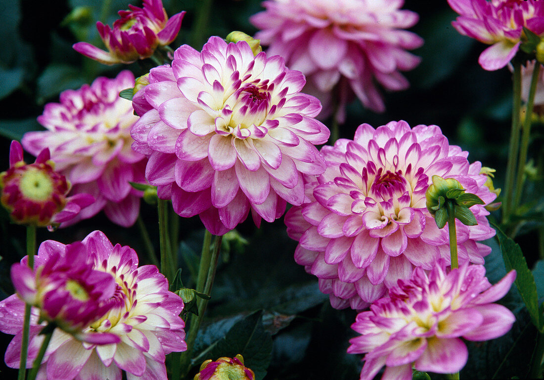 Dahlia 'Melody Dixie' (Decorative dahlia)