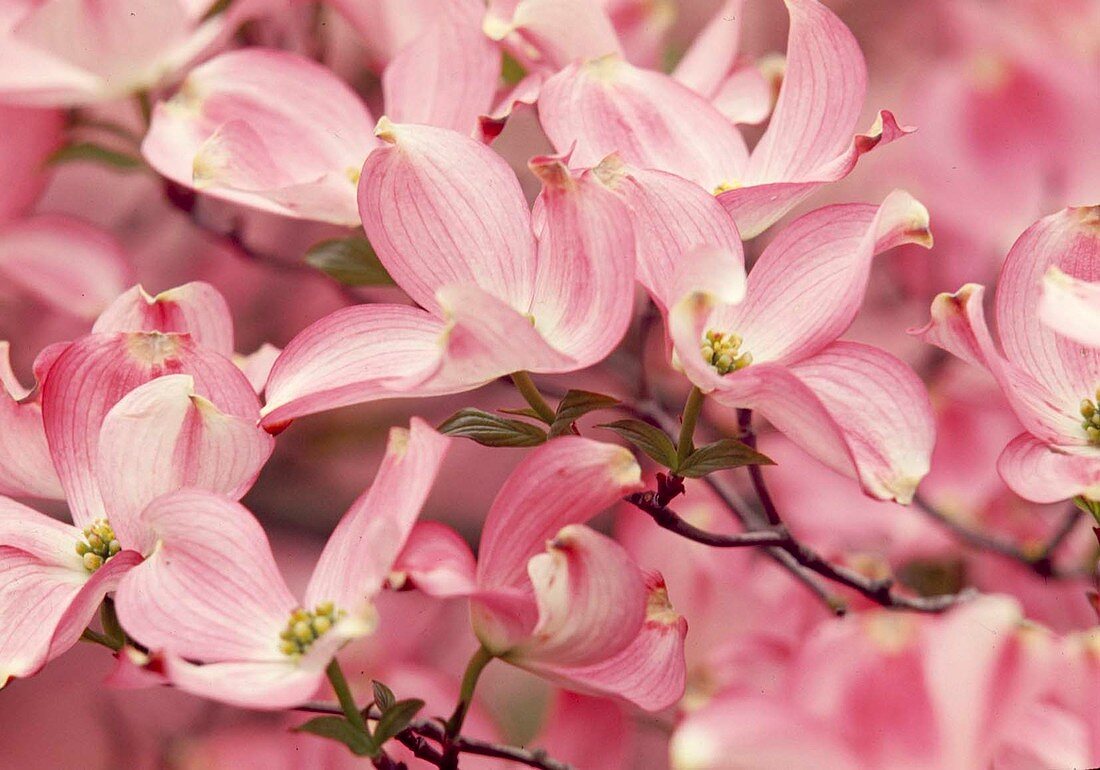 Blüten von Cornus florida 'Rubra' (Blumen-Hartriegel)