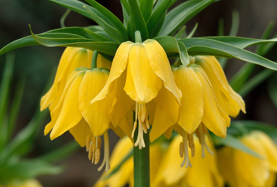 Blüten von Fritillaria imperialis (Kaiserkrone)