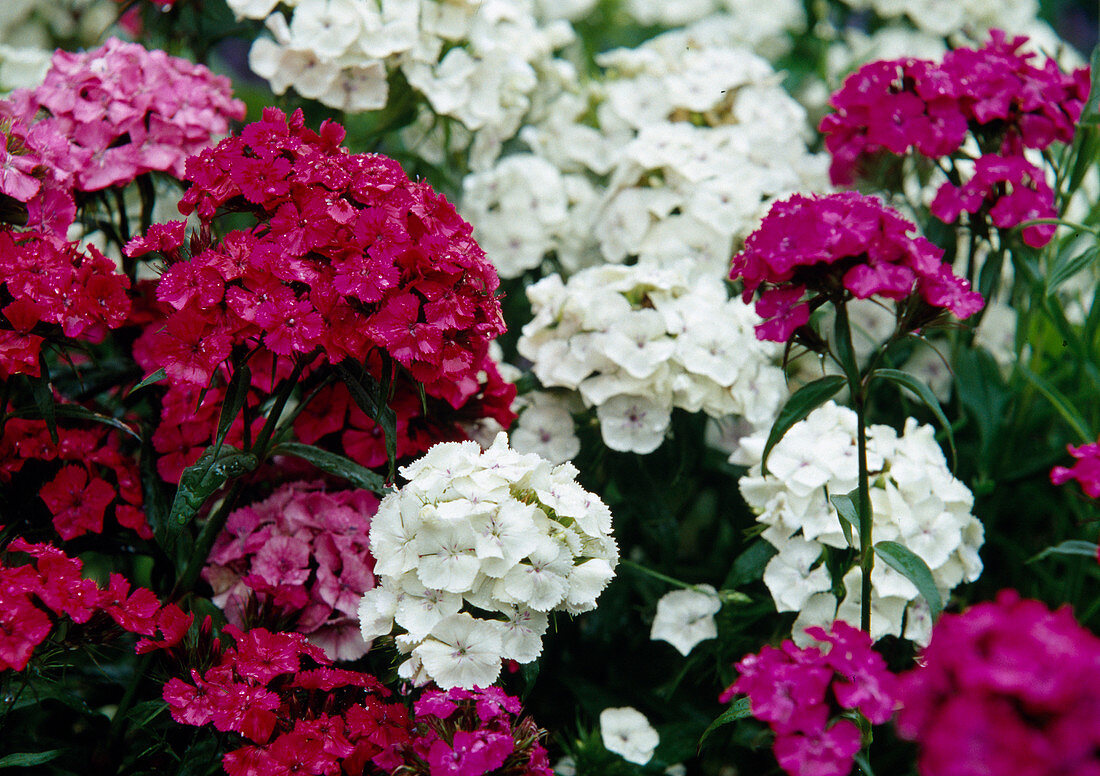 Dianthus barbatus (Bartnelken) in weiß und pink