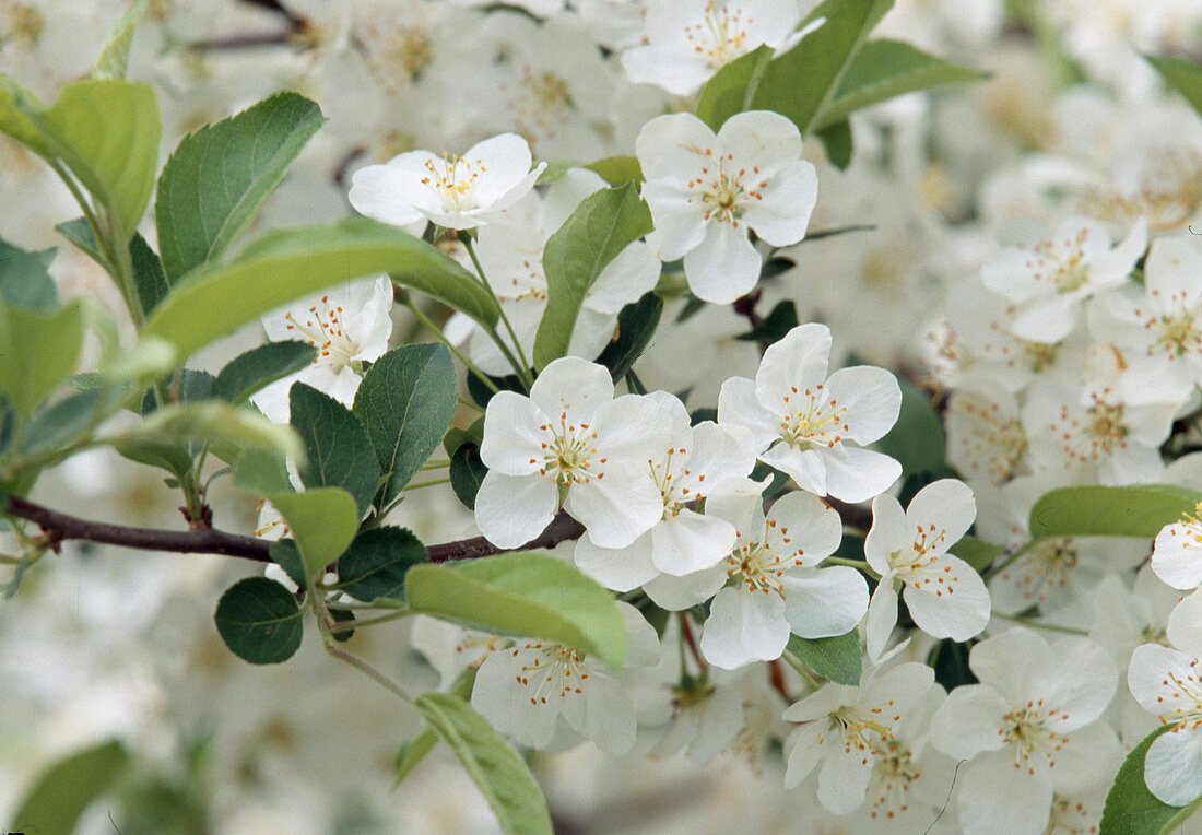 Blüten von Malus sargentii (Sargents-Apfel, Japanischer Zierapfel)