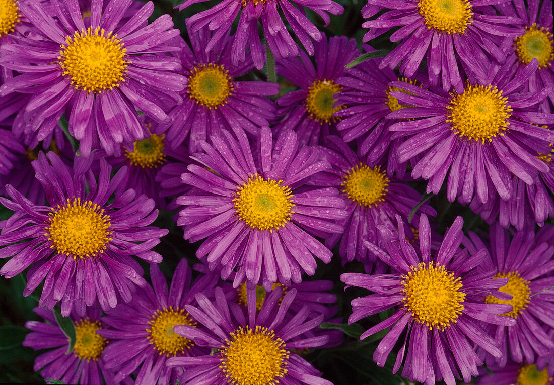 Blüten von Aster Alpinus 'Dunkle Schöne' (Alpen-Aster)