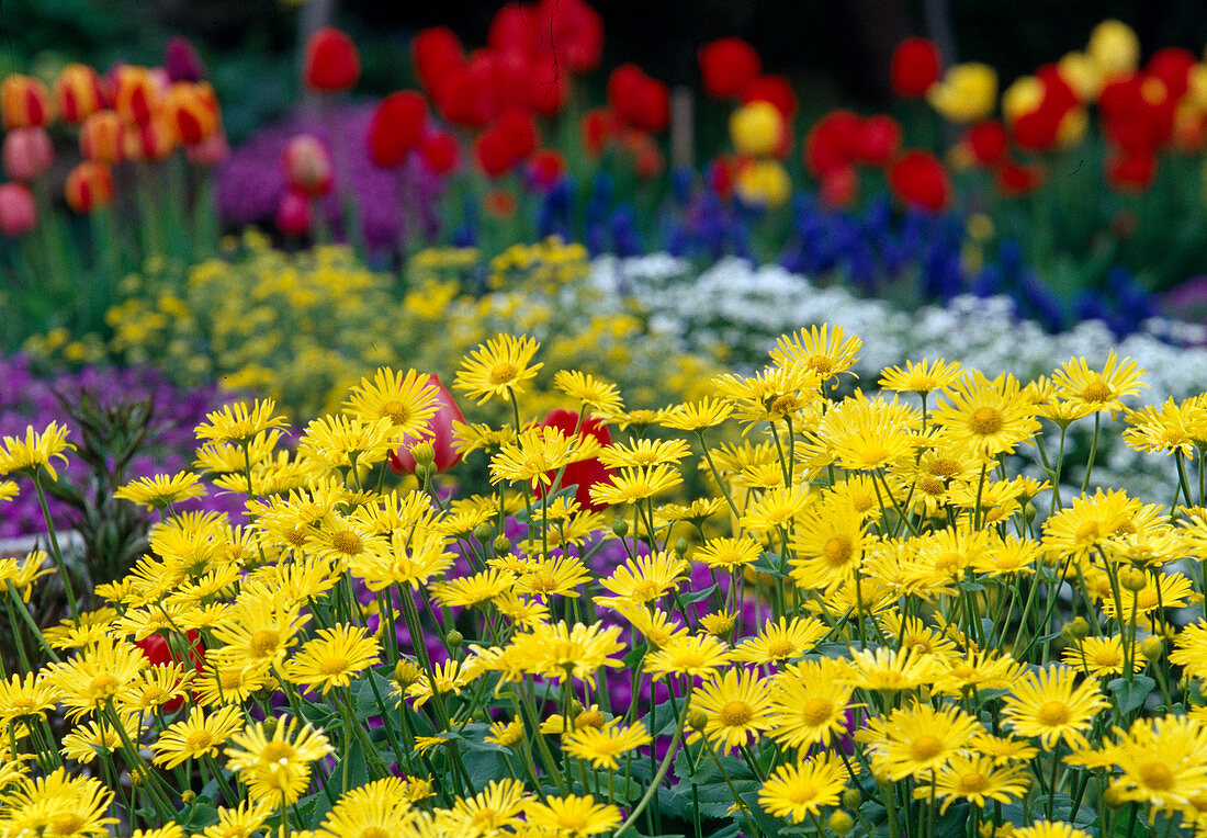 Spring bed with Doronicum (Gemwort)