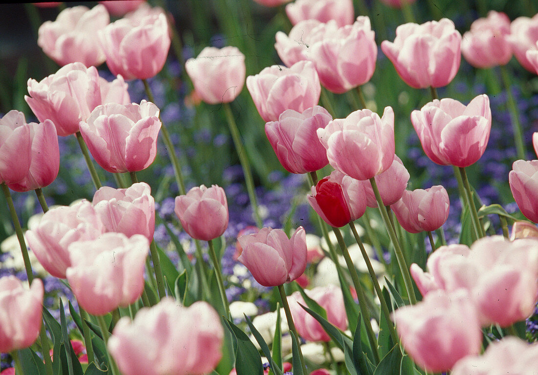 Tulipa 'Anna Jose' (Tulpen), rosa mit weißem Rand