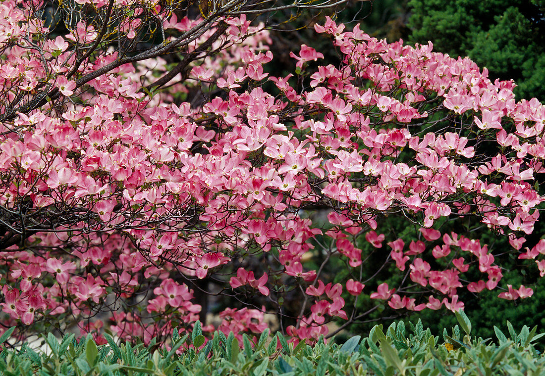 Cornus florida 'Rubra' (Florida - Hartriegel)