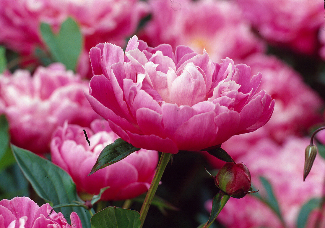 Paeonia lactiflora 'Suzette' (Chinese Peony)