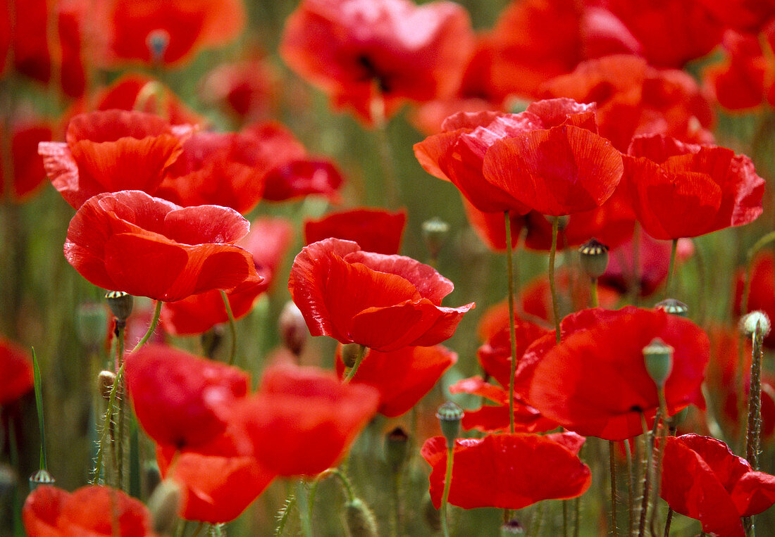 Papaver rhoeas (poppy)