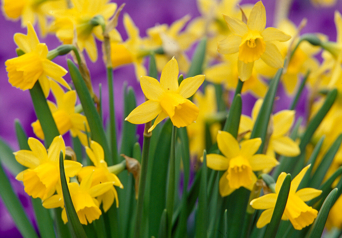 Gelbe Blüten von Narcissus 'Tete-a-Tete' (Narzissen)